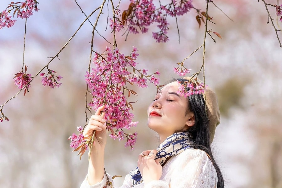 Mùa mai anh đào cuối cùng ở đồi chè Sa Pa trước khi bị di dời