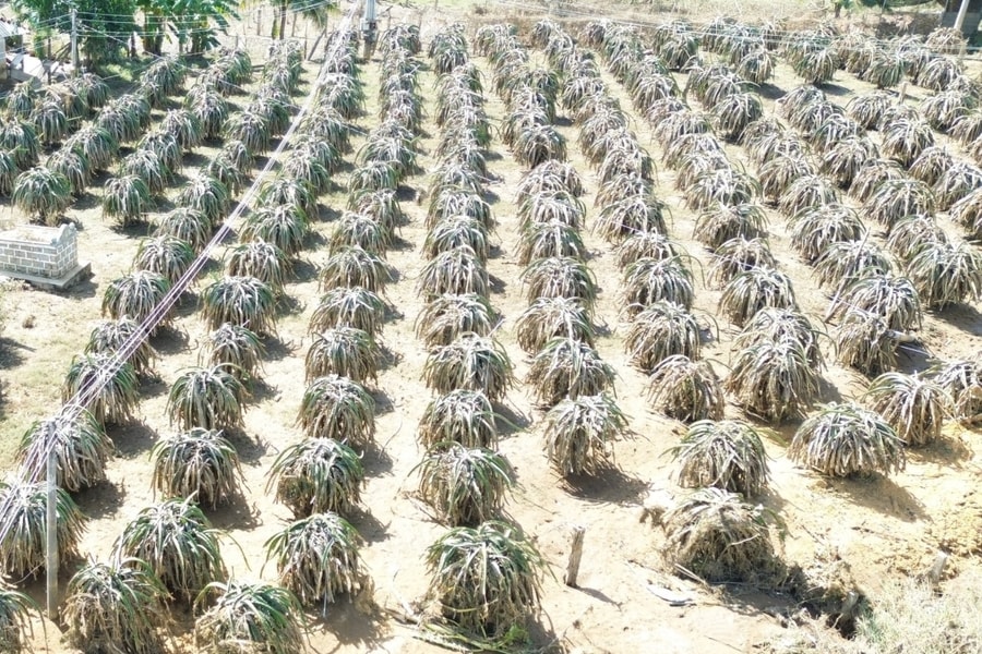 Thanh long chết úng sau hai trận lũ lụt