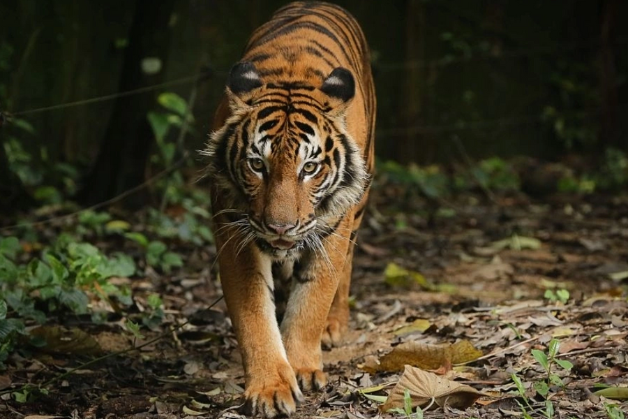 Hổ là biểu tượng của nước Đông Nam Á nào?