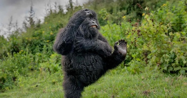 Bức ảnh khỉ đột nô đùa trong rừng gây chú ý