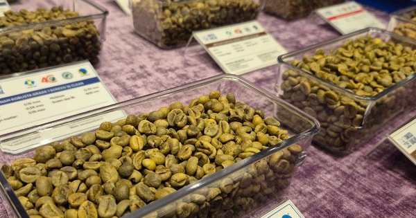 Giá cà phê hôm nay 11-12: Tăng nhưng nông dân ít mở rộng diện tích