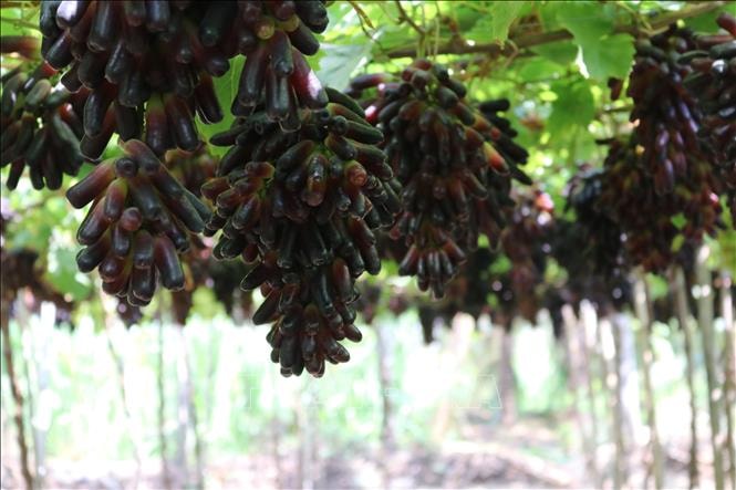 Phát triển giống nho, táo mới thích ứng khí hậu khô nóng tại Khánh Hòa