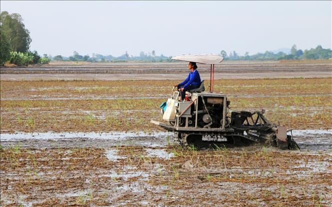 An Giang dành hơn 38 tỷ đồng hỗ trợ nông dân sản xuất lúa chất lượng cao