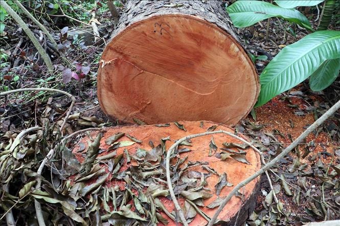 Xác minh vụ hàng loạt cây bị đốn hạ tại Hồ Nước Ngọt, Cần Thơ