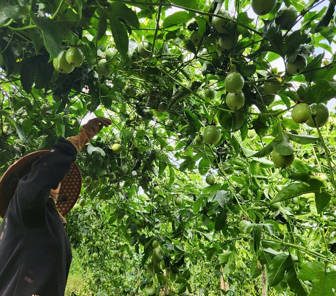 Xuất khẩu chanh leo tăng trưởng ‘thần tốc’ trong 10 năm