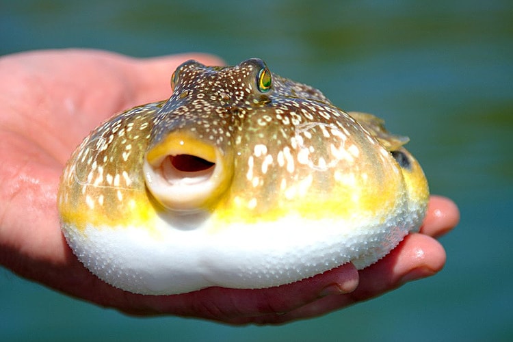 Thoát chết sau nhiễm độc tố mạnh gấp 275 lần xyanua