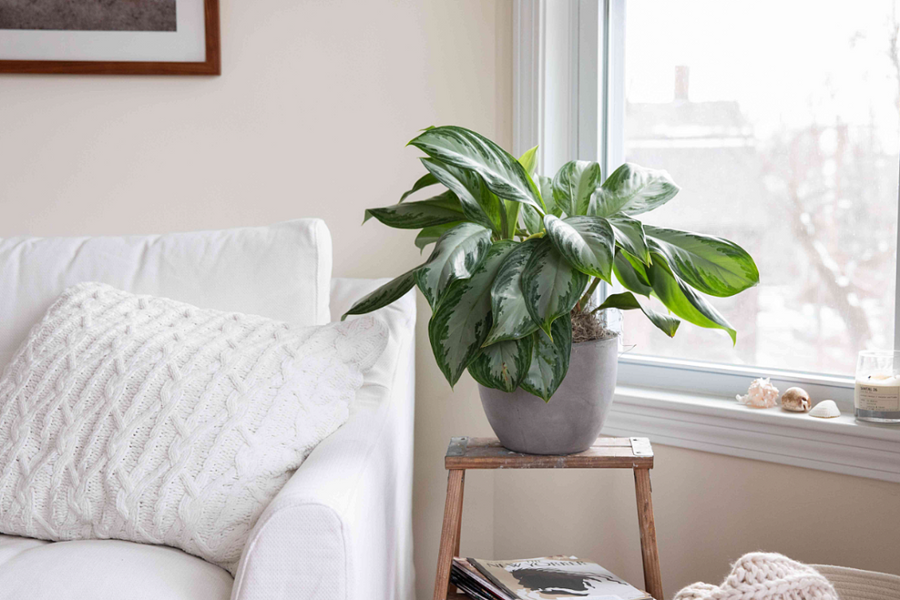 6 loại cây cảnh dễ trồng cho căn hộ thiếu ánh sáng