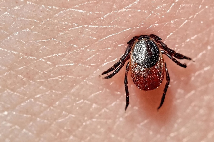 Suýt chết vì nhiễm virus từ giường của người mẹ quá cố