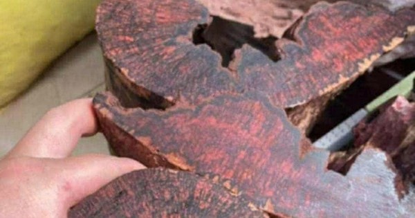 Ai đang đứng sau cuộc săn lùng loài gỗ "vô danh" có giá đến 3 triệu đồng/kg ở Quảng Trị?