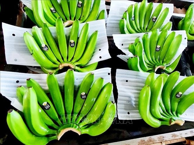 Chuối Việt Nam với mục tiêu xuất khẩu tỷ đô