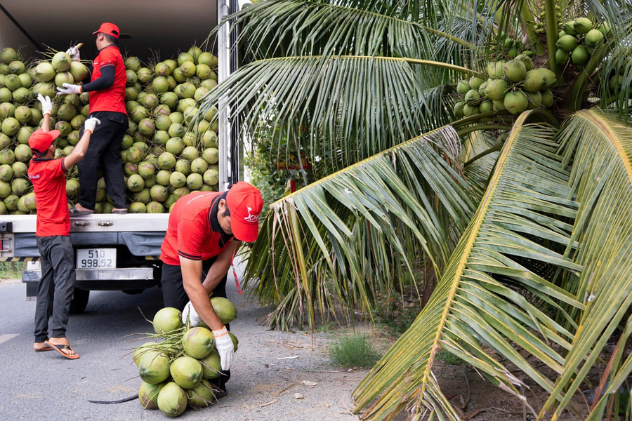 Nhập khẩu dừa, cau tăng trên 300%