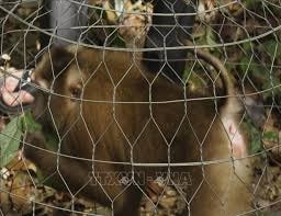 Quảng Trị: Tiếp nhận 2 cá thể khỉ mốc và khỉ mặt đỏ quý hiếm