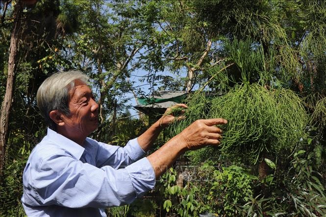 Thành công nhân giống thủy tùng bằng phương pháp ghép độc đáo