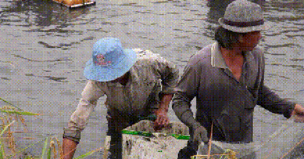 VIDEO: Nông dân miền Tây quậy bùn bắt tôm càng xanh