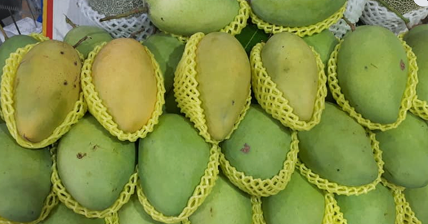 Giá nông thủy sản miền Tây: Nhà vườn không còn xoài cát Hòa Lộc để bán