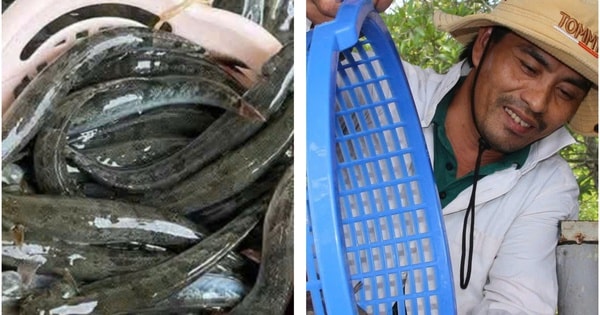 Giá nông thủy sản miền Tây: Thương lái tranh nhau mua cá kèo, tôm đất Cà Mau