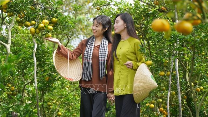 Quýt hồng Đồng Tháp vào mùa đón khách