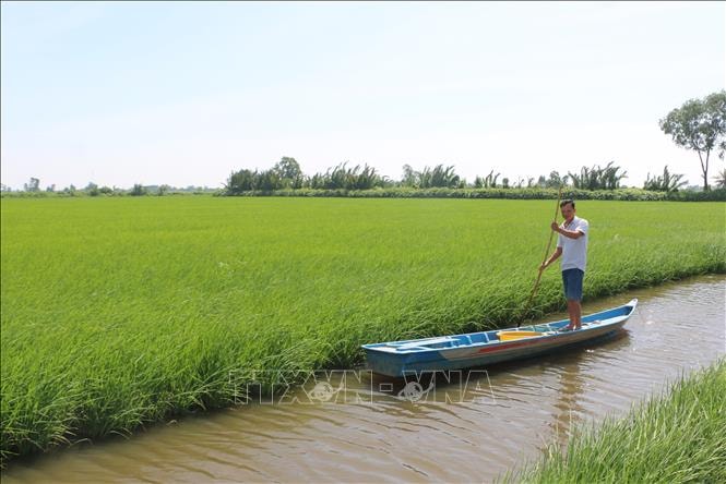 Cà Mau được mùa lúa trên đất tôm