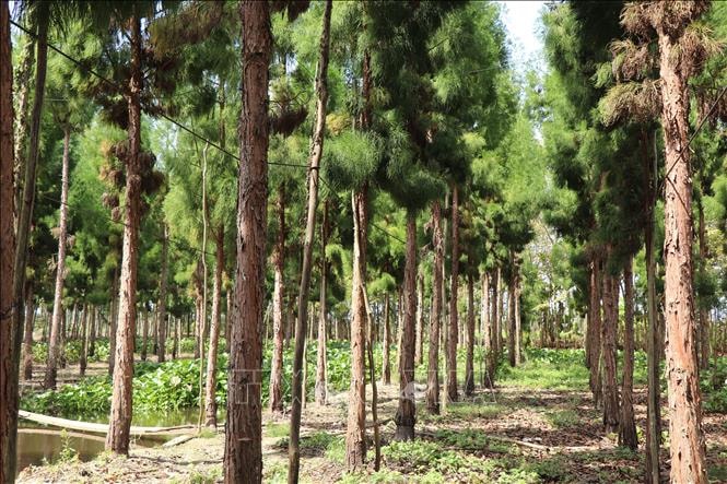 Giám định loài và nguồn gốc cây thủy tùng được ghép ở Cần Thơ