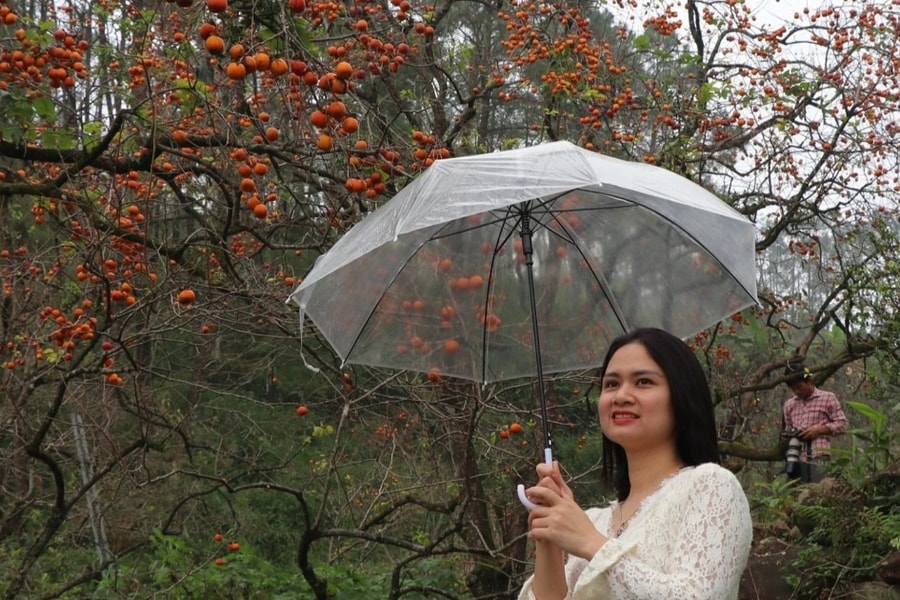 Vẻ đẹp của vườn hồng chín đỏ giữa màn sương mờ ảo ngày đông hút khách