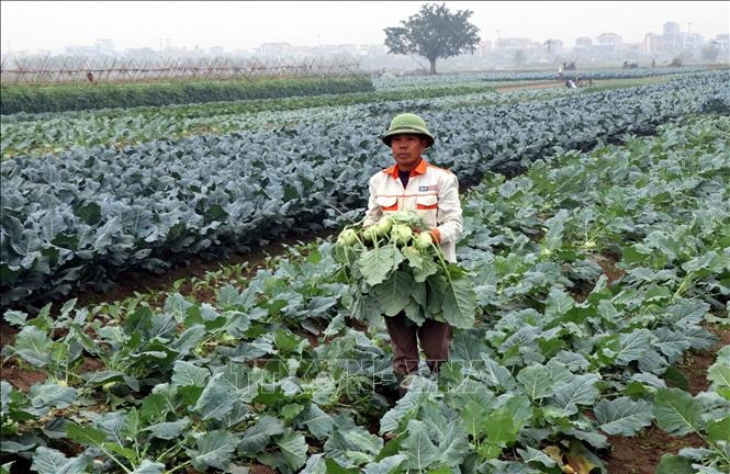 Thắng lợi 'kép' từ cây vụ Đông