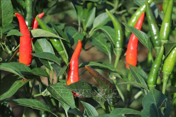 Giá ớt chỉ thiên cao kỷ lục, nông dân thu lãi lớn
