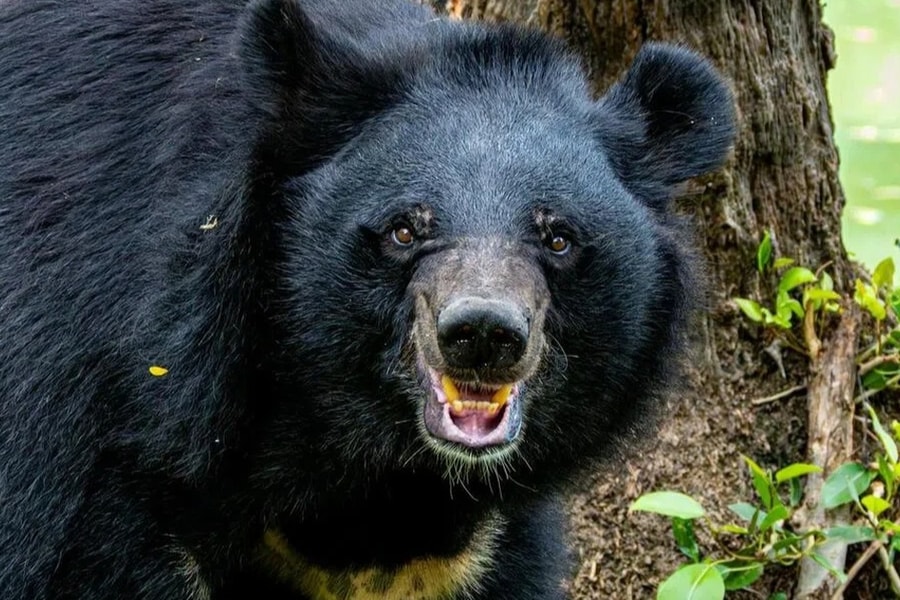 Đồng hồ hé lộ phút cuối đời ám ảnh của người bị gấu kéo vào rừng cắn chết