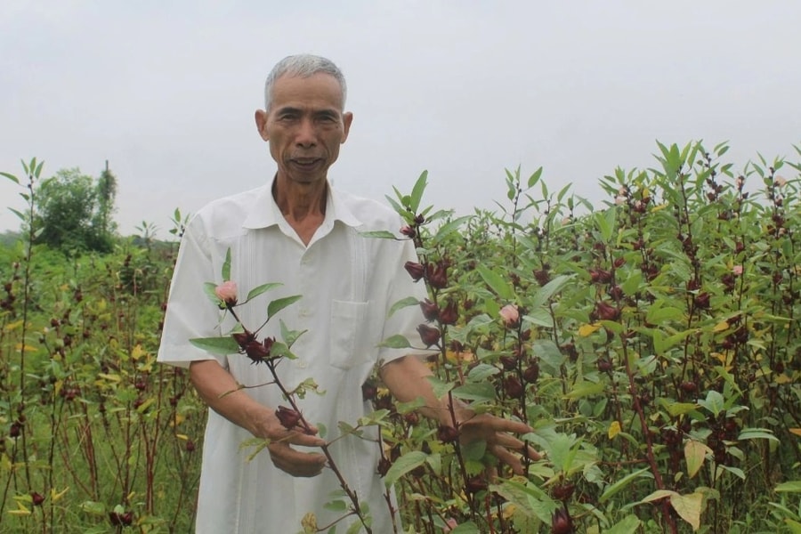 Nguyên cán bộ tòa án "chưa muốn nghỉ hưu", kiếm vài trăm triệu đồng mỗi năm