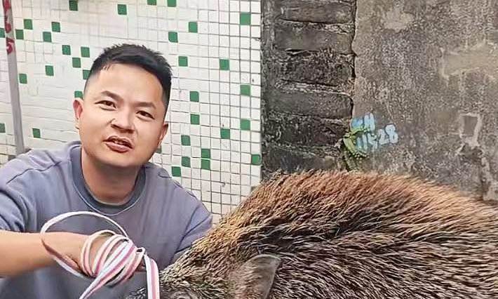 Lợn rừng lạc vào nhà thành 'cỗ máy kiếm tiền'