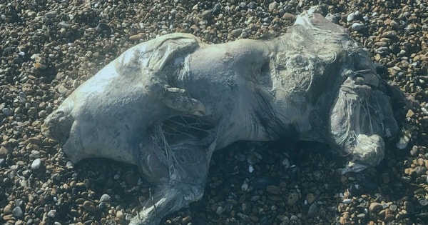 Phát hiện xác sinh vật lạ trên bãi biển, da óng ánh như ngọc trai gây sốc