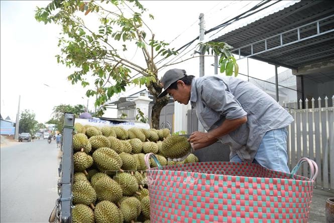 Sầu riêng nghịch vụ thu hoạch rộ, giá giảm mạnh