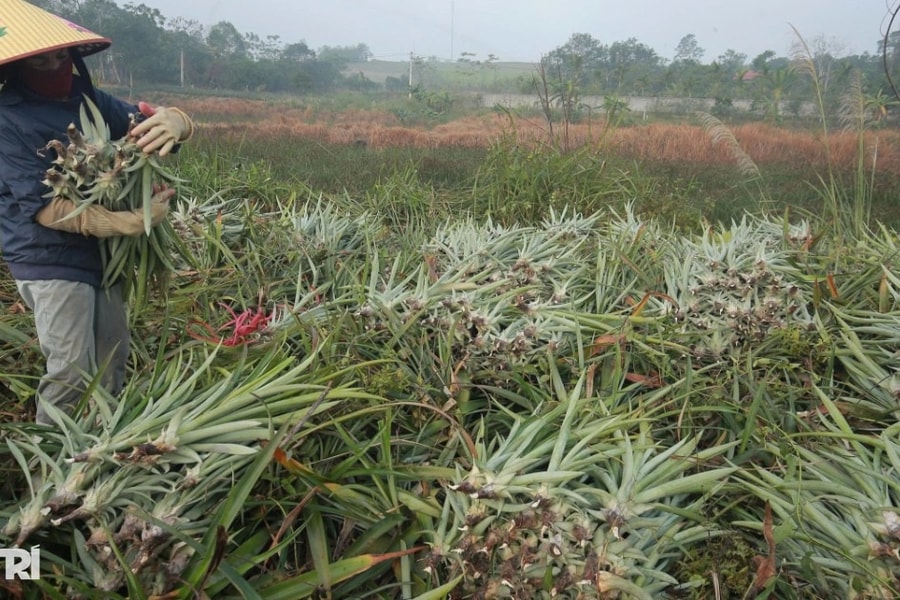 Dứa chết bất thường, nông dân mất hàng chục tỷ đồng