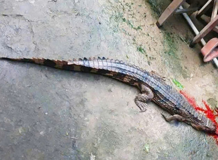 Cá sấu xổng chuồng cắn người, chủ bị phạt hơn 300 triệu đồng