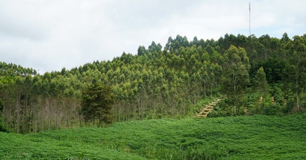 Thoát nghèo nhờ trồng rừng