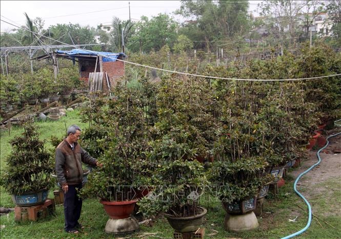 Vượt bão lũ lịch sử, mai vàng Nhơn An giữ sắc xuân cho thị trường Tết