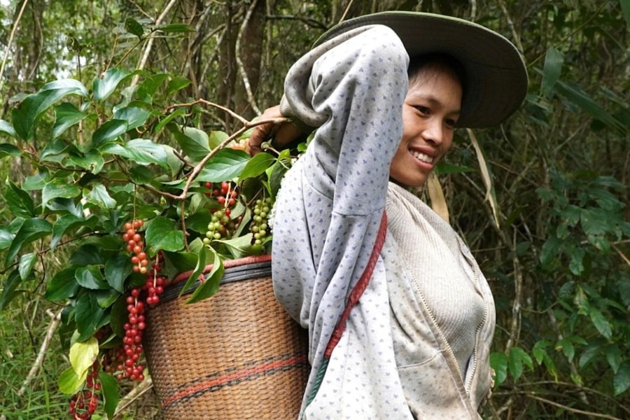 Người dân lên núi săn “hạt ngọc trời”, thu nửa triệu đồng mỗi ngày