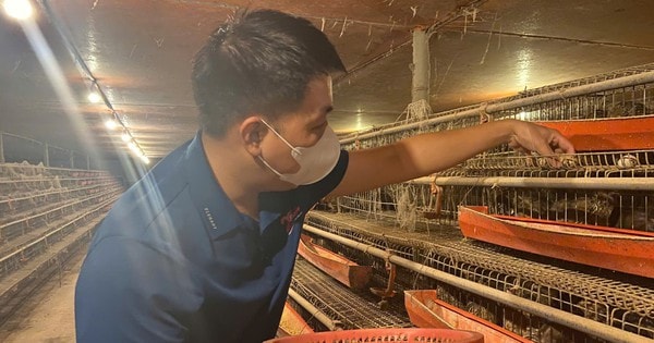 Từ hai bàn tay trắng, chàng trai trẻ trở thành triệu phú nhờ nuôi con "mắn đẻ"