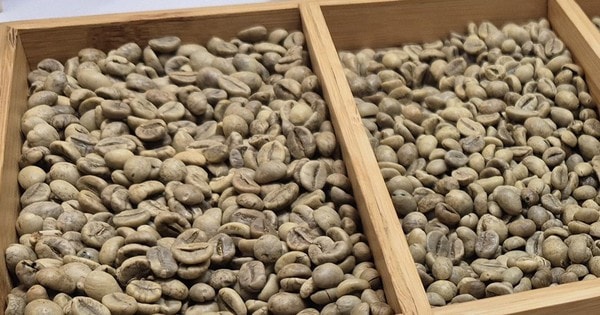 Giá cà phê hôm nay 18-12: Lao dốc phiên thứ 5, mốc 90.000 đồng/kg có thể thủng
