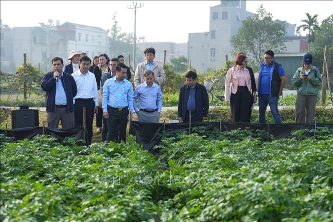 Ứng dụng sản phẩm sinh học và giải pháp quản lý sâu bệnh của Bayer trên cây khoai tây mang lại hiệu quả cao