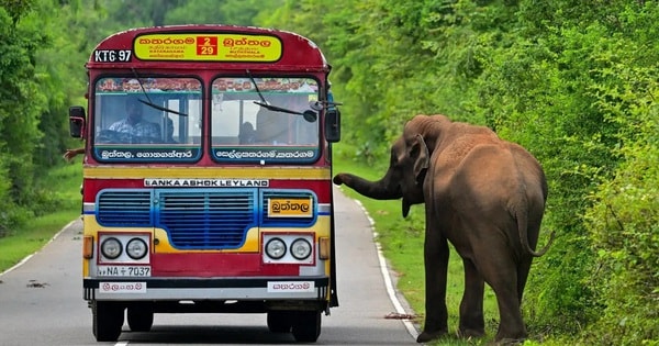 Ba người đàn ông thiêu sống voi rừng gây phẫn nộ