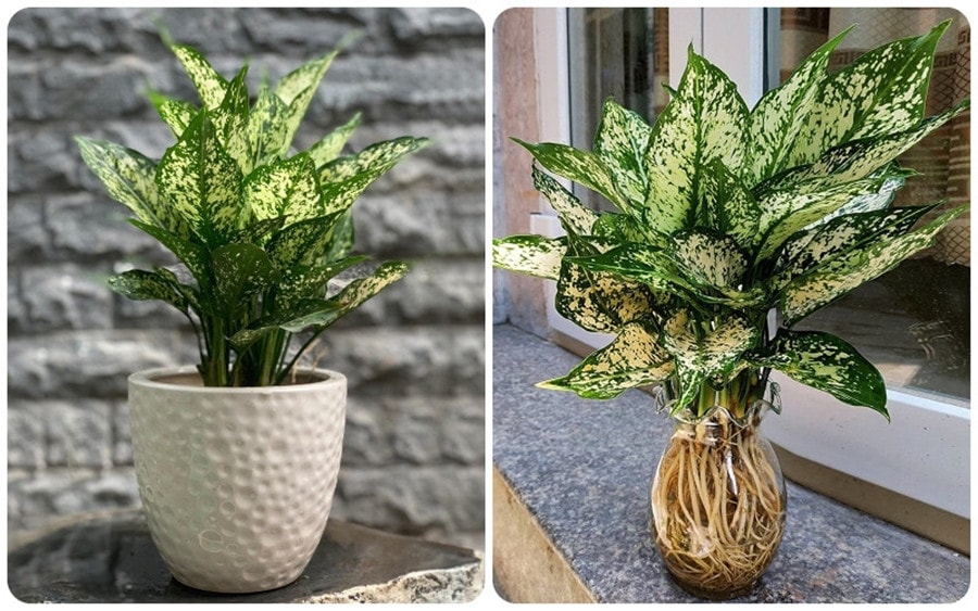 7 loại cây cảnh dễ trồng cho căn hộ thiếu ánh sáng