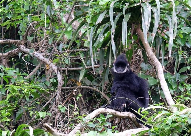 Bắt được con voọc đen Hà Tĩnh quấy rối khu dân cư và tấn công người