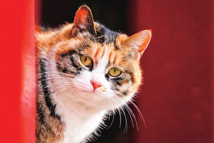 Vì sao Tử Cấm Thành có hàng trăm con mèo sinh sống?