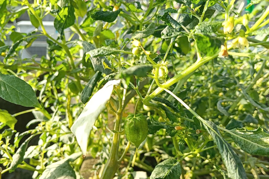 Rau tầm bóp hạ sốt, trị ho được không?