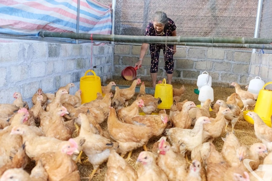 Nuôi gà thả đồi, người dân Kim Phượng từng bước thoát nghèo