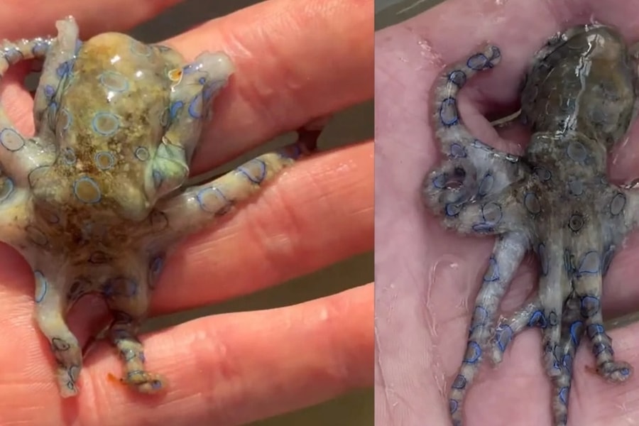 Khoe video bắt bạch tuộc con, du khách phát hoảng khi đọc bình luận