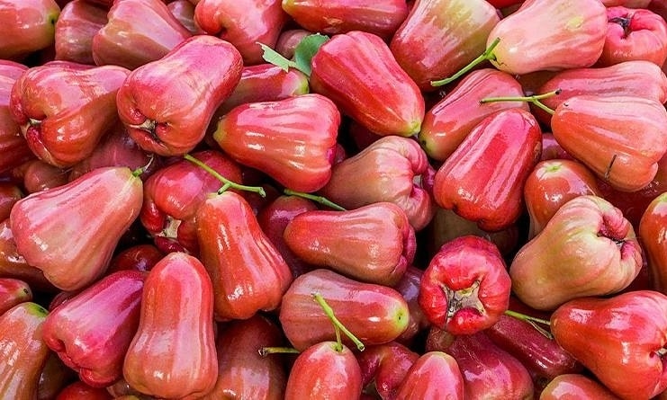 Quả mận miền Nam là quả gì miền Bắc?