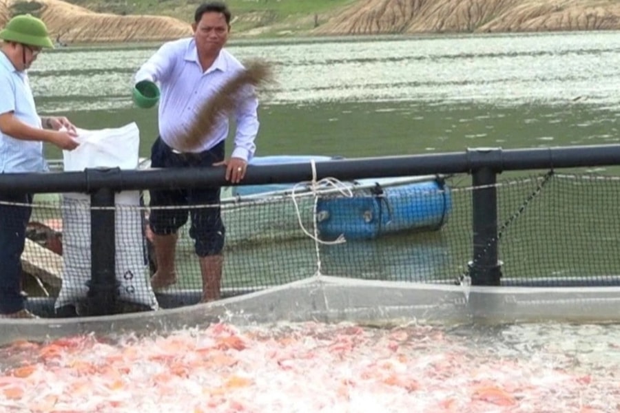 Nhiều nông dân thành triệu phú nhờ nuôi cá lần đầu xuất qua Nhật Bản