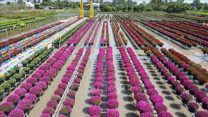 Trồng hoa trên giàn - Nét đặc trưng ở Làng hoa Sa Đéc