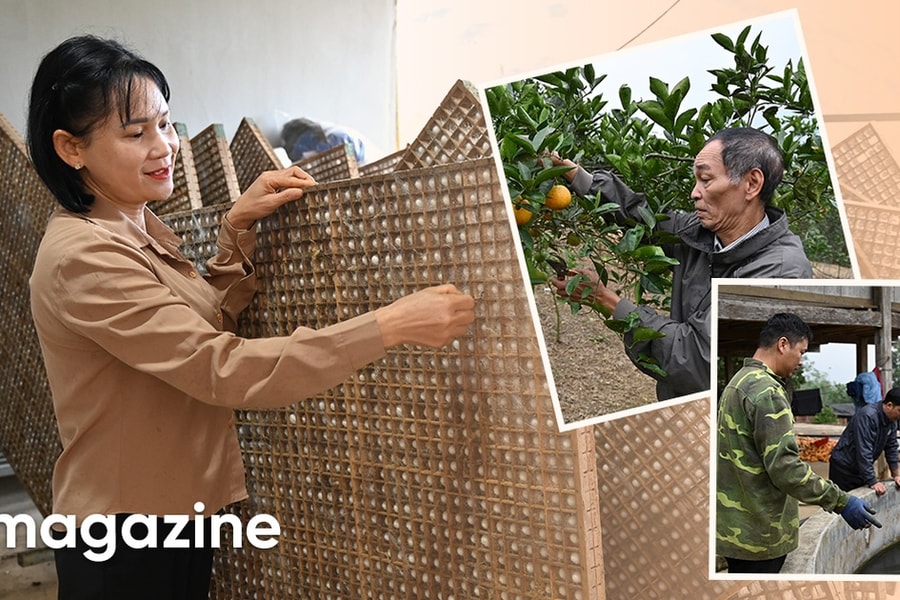 Phát triển nông nghiệp hàng hóa để giúp người dân thoát nghèo